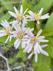 Eurybia radulina