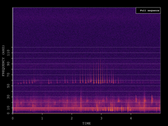 Pipistrellus pygmaeus
