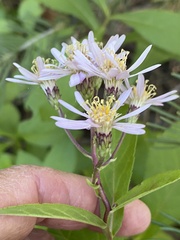 Eurybia radulina