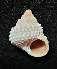 Cenchritis muricatus