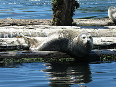 Phoca vitulina richardii