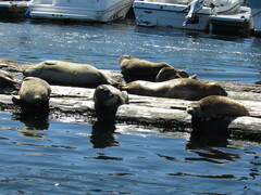 Phoca vitulina richardii