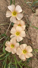 Oxalis obtusa