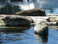 Phoca vitulina richardii