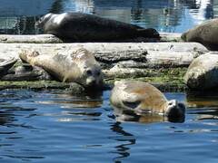 Phoca vitulina richardii