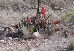 Aloe claviflora