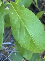 Eurybia radulina