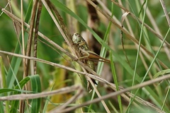Roeseliana roeselii