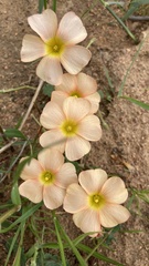 Oxalis obtusa