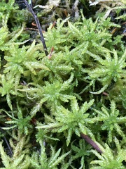 Sphagnum palustre