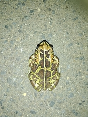 Sclerophrys pantherina