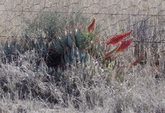 Aloe claviflora