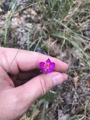 Phemeranthus calycinus