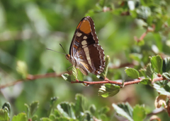 Adelpha californica