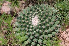 Mammillaria uncinata
