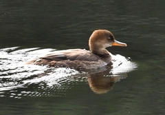 Lophodytes cucullatus