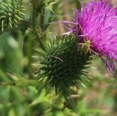Adelphocoris lineolatus