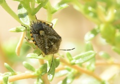 Agonoscelis puberula