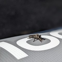 Cyrtopogon