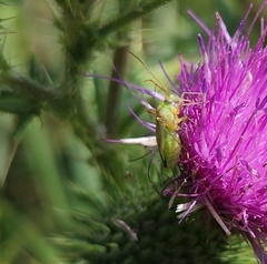 Adelphocoris lineolatus