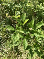 Rubus pensilvanicus