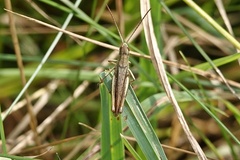 Chorthippus dorsatus