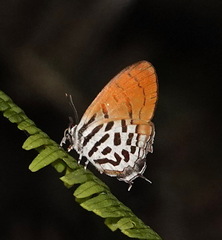 Drupadia ravindra