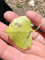 Stigmella salicis
