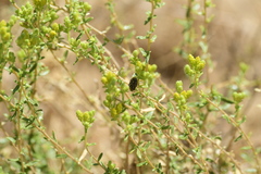 Agonoscelis puberula