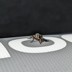 Cyrtopogon