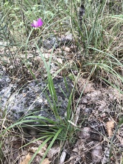 Phemeranthus calycinus