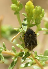 Agonoscelis puberula