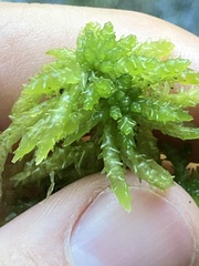 Sphagnum palustre