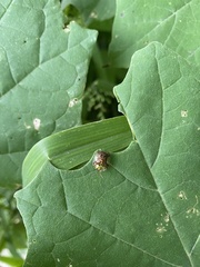 Helocassis testudinaria