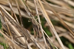 Chorthippus dorsatus