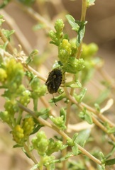 Agonoscelis puberula