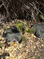 Washingtonia robusta