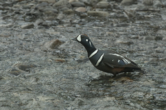 Histrionicus histrionicus