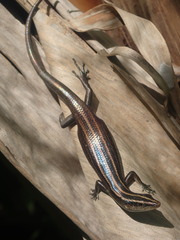 Emoia cyanura