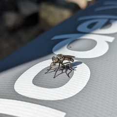 Cyrtopogon
