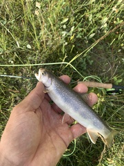 Salvelinus fontinalis