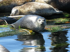 Phoca vitulina richardii
