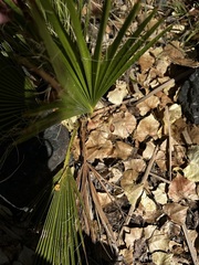 Washingtonia robusta