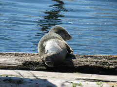 Phoca vitulina richardii