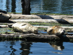 Phoca vitulina richardii