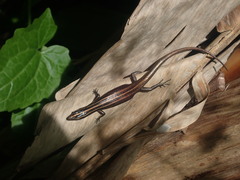 Emoia cyanura
