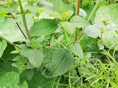Harmonia axyridis