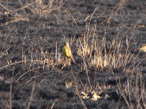 Fülleborn's Longclaw (Macronyx fuelleborni), photo 8