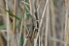 Chorthippus dorsatus