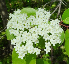 Viburnum prunifolium